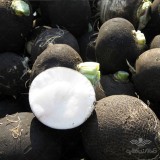 عکس کوچک بذر ترب سیاه اسپانیایی خانگی 1