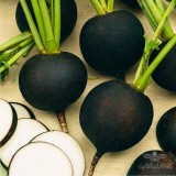 عکس کوچک بذر ترب سیاه اسپانیایی خانگی
