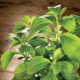عکس کوچک بذر استویا خانگی