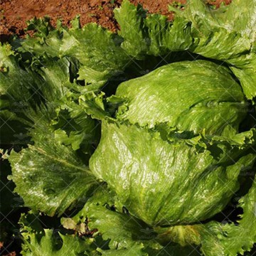 بذر کاهو پیج اورست وانیاسید