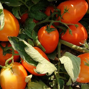 بذر گوجه فرنگی مارول خانگی