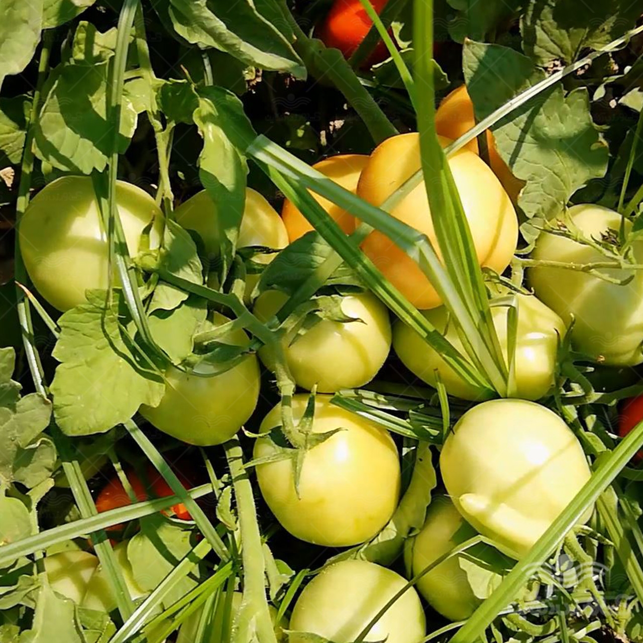 بذر گوجه فرنگی مارول خانگی 2