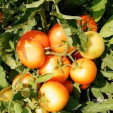 عکس کوچک بذر گوجه فرنگی راک هلند 3