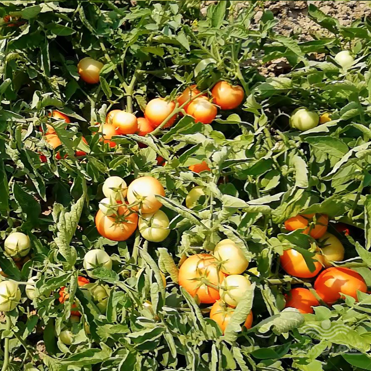 بذر گوجه فرنگی راک خانگی 2