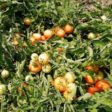 عکس کوچک بذر گوجه فرنگی راک خانگی 2