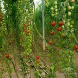 عکس کوچک بذر گوجه فرنگی زیتونی گلخانه ای سانتیاگو کاملا مشابه سانتلا 2