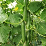 عکس کوچک بذر خیار گلخانه ای تک گل پنتر تایلند 500 عددی 1