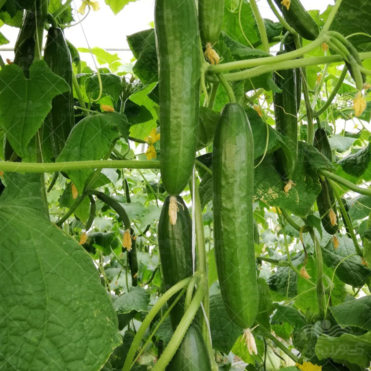بذر خیار گلخانه ای تک گل پنتر تایلند 500 عددی 2