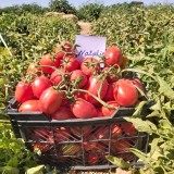 عکس کوچک بذر گوجه فرنگی هیبرید ناتالی اسپانیایی 5000 عددی 2
