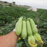 عکس کوچک بذر کدو سبز خورشتی یسری 500 عددی از شرکت کلوز 3