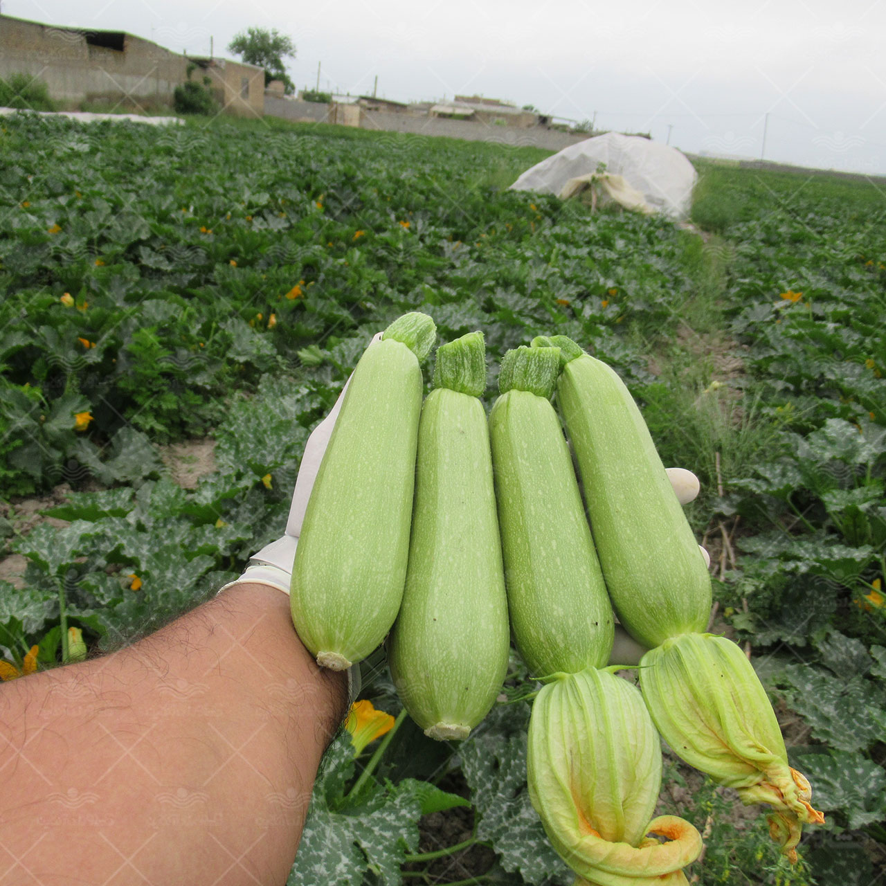 بذر کدو سبز خورشتی یسری 500 عددی از شرکت کلوز 3