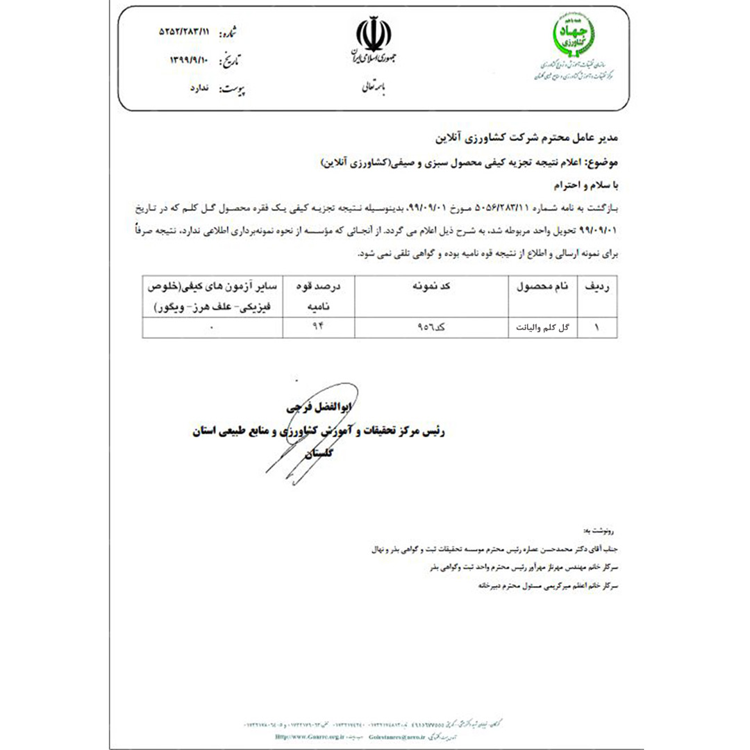 بذر گل کلم والیانت 90 روزه 4