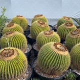 عکس کوچک بذر گل کاکتوس اچینو گروزونی خار طلایی 2