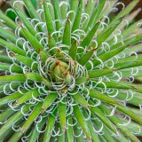 عکس کوچک بذر آگاو فیلیفرا