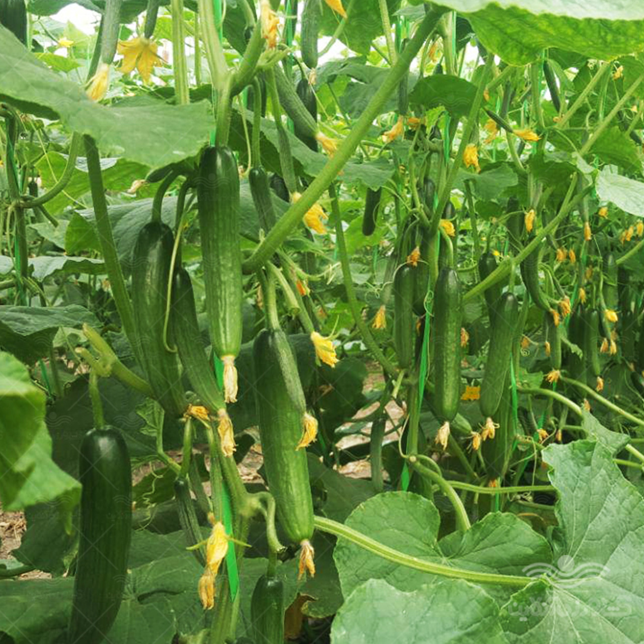 بذر خیار گلخانه ای پرگل ام آر سی 07 ترک 1