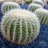 عکس کوچک بذر گل کاکتوس اچینو گروزونی خار سفید