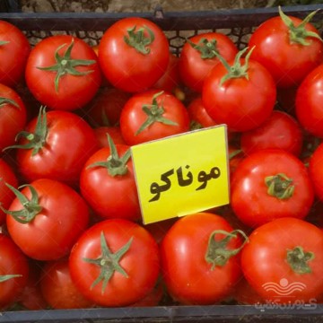 بذر گوجه فرنگی موناکو خانگی
