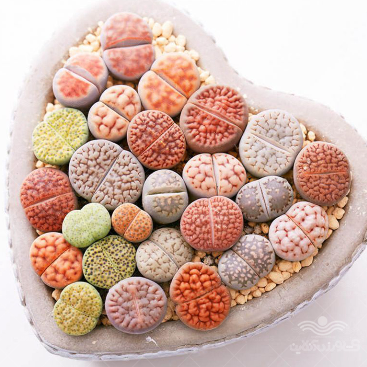 بذر کاکتوس لیتوپس وانیاسید 2