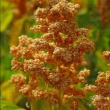 عکس کوچک بذر کینوا خانگی 50 گرمی