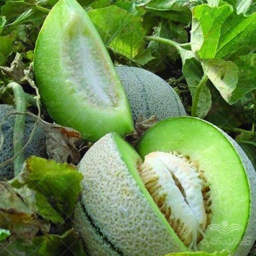 بذر طالبی گوشت سبز وانیاسید