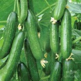 عکس کوچک بذر خیار گلخانه ای گالاردو خانگی 10 عددی
