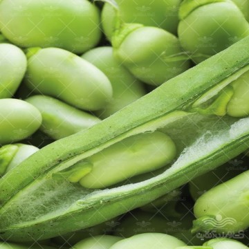 بذر باقلا خانگی