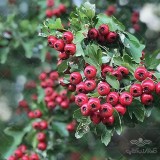 عکس کوچک بذر زالزالک وانیاسید