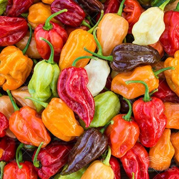 بذر فلفل چری میکس وانیاسید