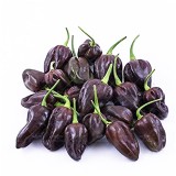 عکس کوچک بذر فلفل چارلستون شکلاتی وانیاسید