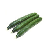 عکس کوچک بذر خیار درختی رسمی وانیا