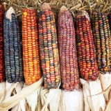 عکس کوچک بذر ذرت رنگی میکس وانیاسید