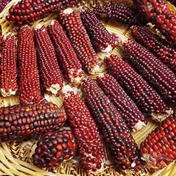 بذر بیبی ذرت قرمز وانیاسید