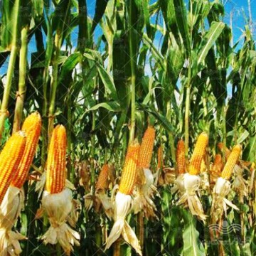 بذر ذرت علوفه ای خانگی وانیاسید