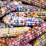 عکس کوچک بذر ذرت گلس جم آمریکایی