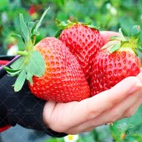 عکس کوچک بذر توت فرنگی غول وانیاسید