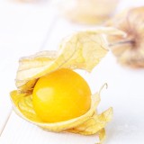 عکس کوچک بذر فیسالیس زرد ترک