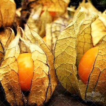 بذر فیسالیس نارنجی وانیاسید