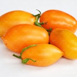 عکس کوچک بذر گوجه قندیل یخ
