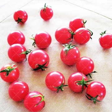 بذر گوجه فرنگی چری صورتی تیره خوشه ای