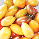 عکس کوچک بذر گوجه فرنگی موزی نارنجی