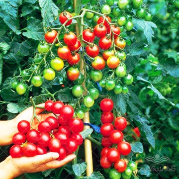 بذر گوجه چری خوشه ای گرد درختی چساره گاوریش خانگی