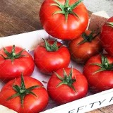 عکس کوچک بذر گوجه پربار درختی مایا خانگی