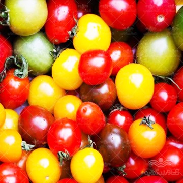 بذر گوجه چری میکس وانیاسید