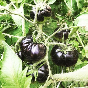 بذر گوجه بلک بیوتی آمریکایی