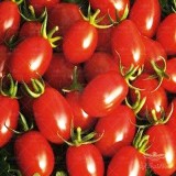 عکس کوچک بذر گوجه زیتونی قرمز درختی وانیاسید