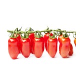 عکس کوچک بذر گوجه فرنگی سن مارزانو خارجی