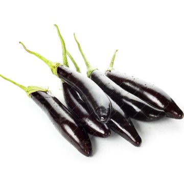 بذر بادمجان قلمی خانگی