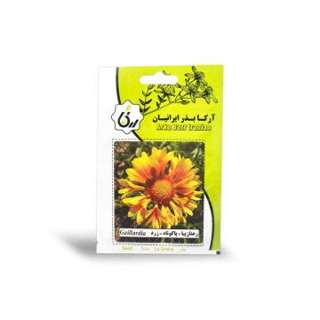 بذر گل رعنا زیبا پاکوتاه زرد آرکا بذر ایرانیان