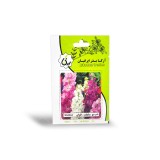 عکس کوچک بذر گل شب بو پا بلند الوان آرکا بذر ایرانیان