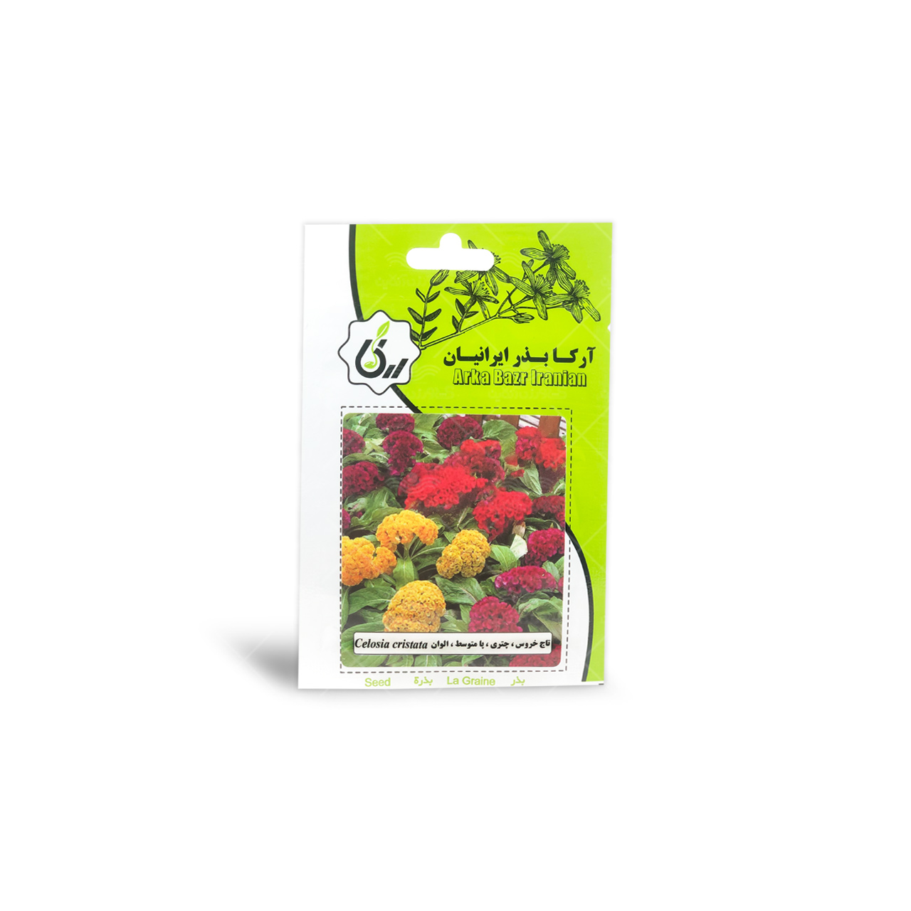 بذر تاج خروس چتری پامتوسط الوان آرکا بذر ایرانیان 1